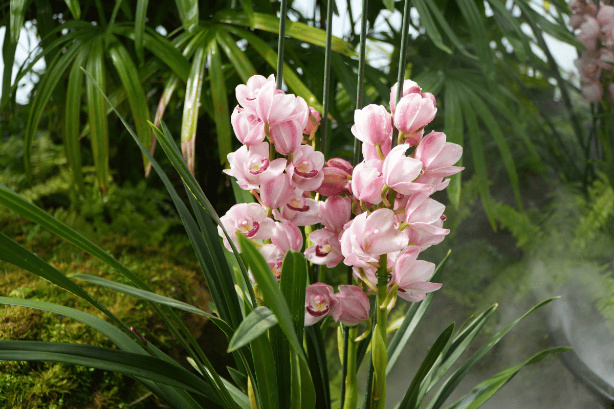 Cymbidium (boat orchid).png